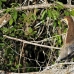 heron_tiger_rufescent_la_h_1385_ecu3556.jpg